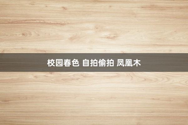 校园春色 自拍偷拍 凤凰木